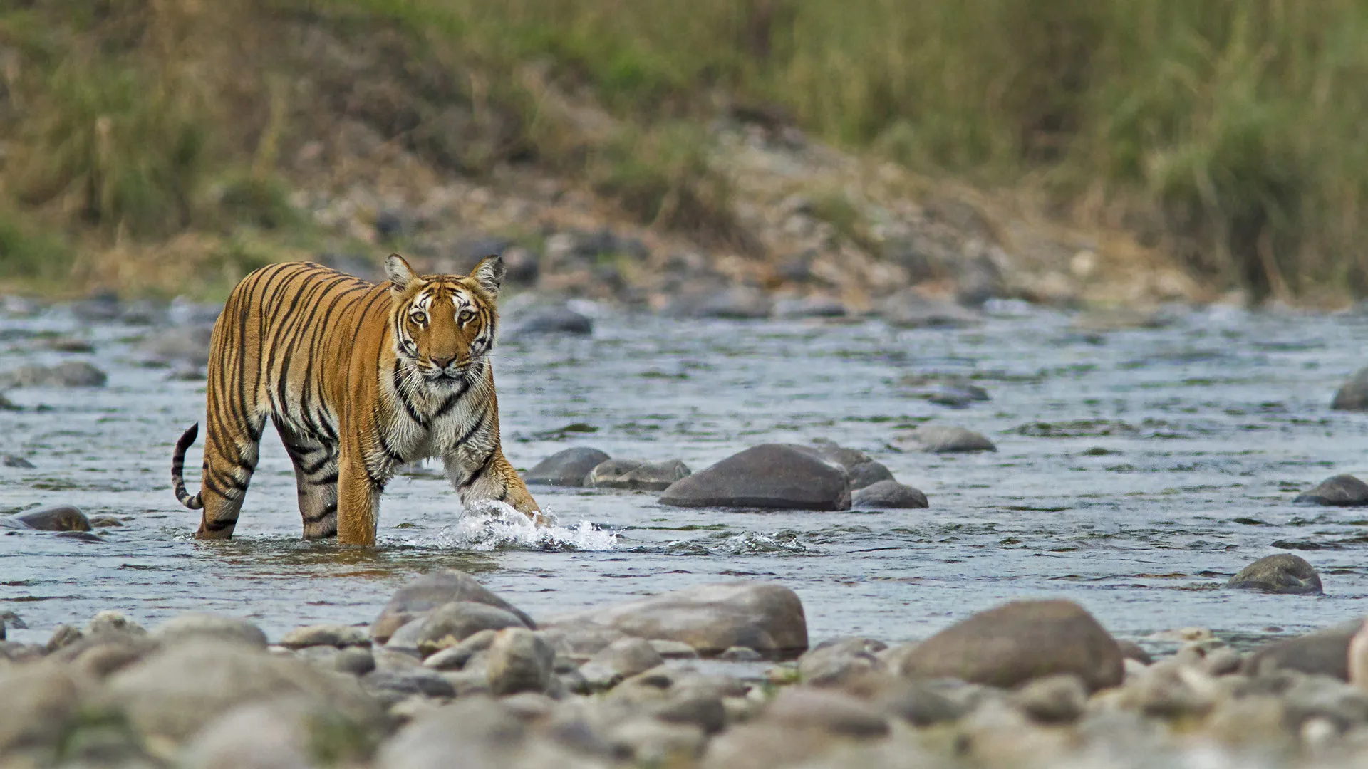 Jim Corbett National Park Taxi